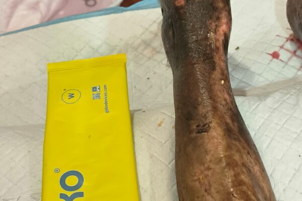 WhatsApp Image 2026-02-16 at 17.37.55 (1)